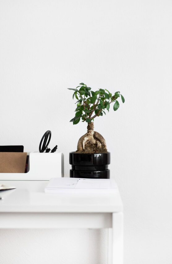 Plant on desk